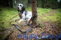 Touring-Bungee-Adjustable---smycz-Non-stop-dogwear 3.jpg