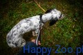 Touring-Bungee-Adjustable---smycz-Non-stop-dogwear 5.jpg