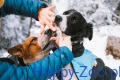 paw_care_setting_3.webp