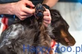paw_care_setting_2.webp