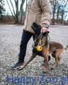 solid_leash_wd_setting_11.webp