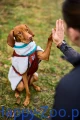 trekking_fleece_dog_jacket_setting_2.webp