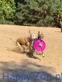 Frisbo.jpg