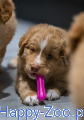 Fiboone puppy.png