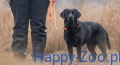 Non-Stop Dogwear Retriever Lea.webp