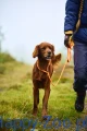 Non-Stop Dogwear Retriever Leas.webp