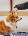 Non-Stop Dogwear Retriever Leash.webp