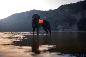 Non-stop Dogwear Protector Neoprene Vest Pro