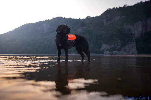 Non-stop Dogwear Protector Neoprene V.webp