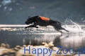 Non-stop Dogwear Protector Neoprene Ve.webp