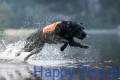 Non-stop Dogwear Protector Neoprene Vest P.webp