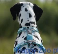 non_stop_dogwear_line_5.JPG