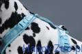 non_stop_dogwear_line_4.JPG