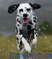 non_stop_dogwear_line_3.JPG