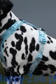 Trekking_line_harness_clip'n_ice_blue_2367-2376_6_lifestyle.jpg.jpg
