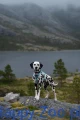 Trekking_line_harness_clip'n_ice_blue_2367-2376_3_lifestyle.jpg.jpg