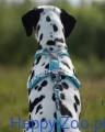 trail-quest-leash.jpg