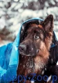 hop-dog-ly-sleeping-bag-leos-01-600x850.jpg