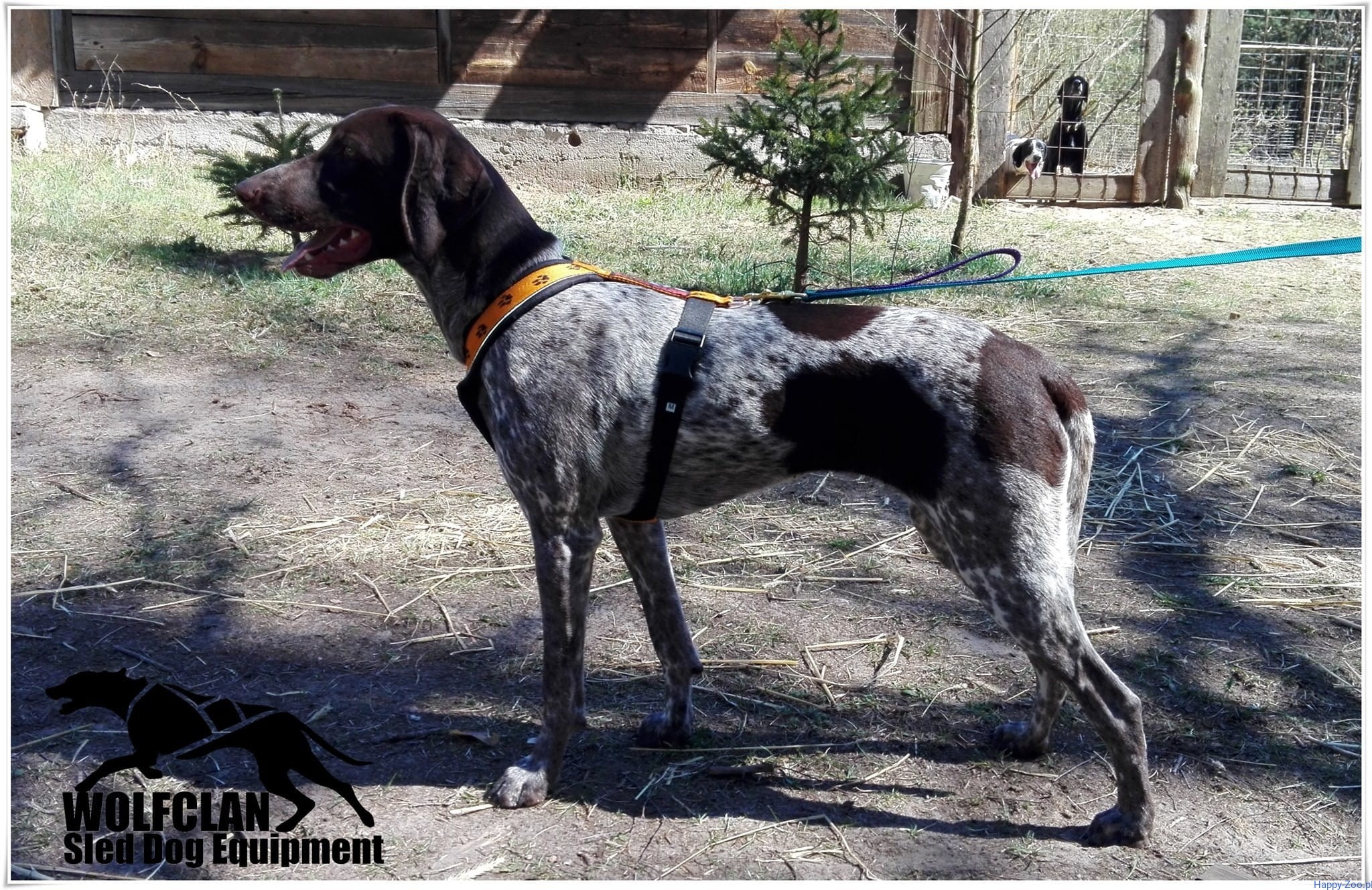 szelki short wolfclan
