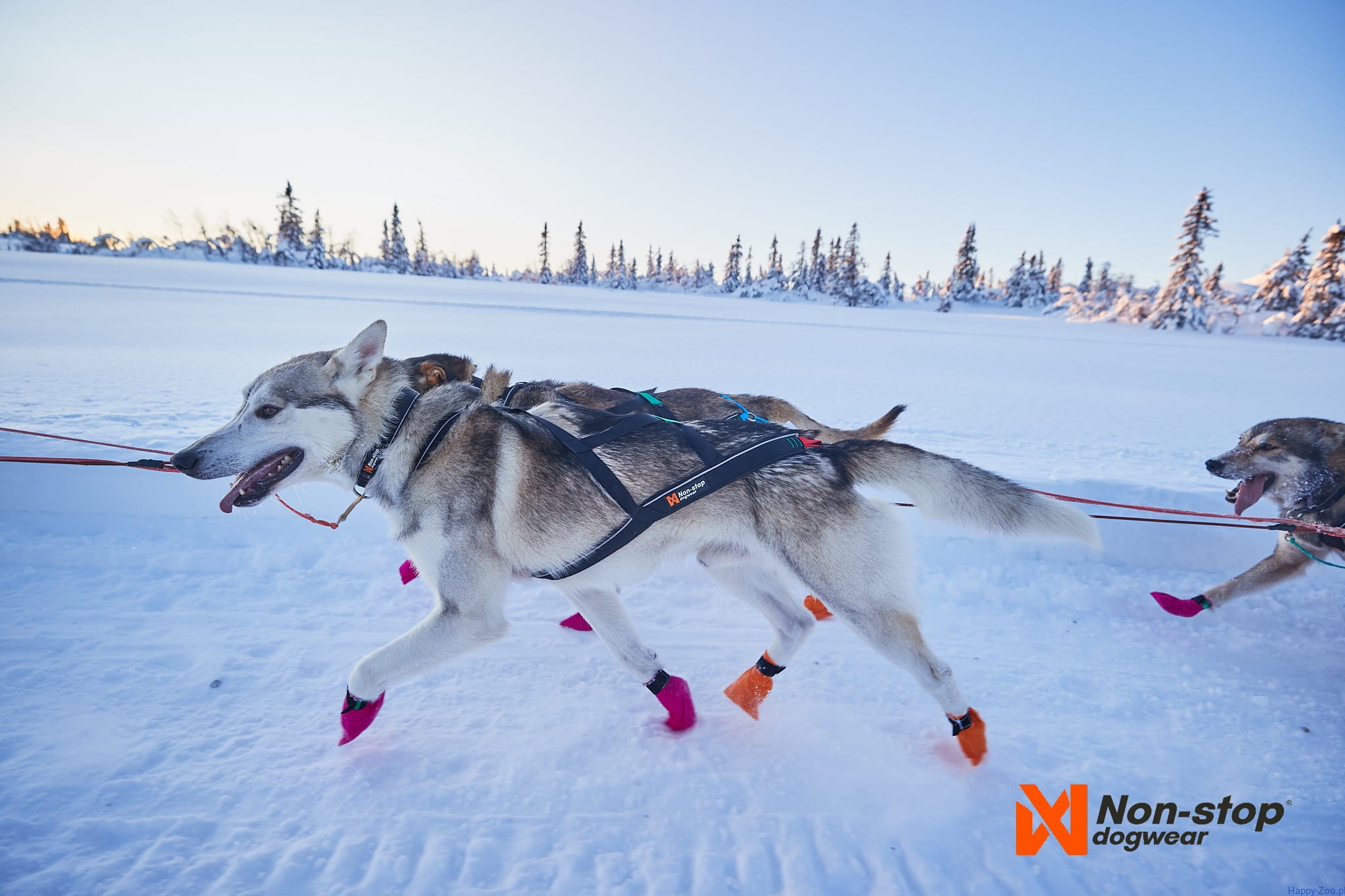 szelki sled non-stop dogwear